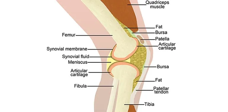 Labeled anatomical illustration of the knee joint