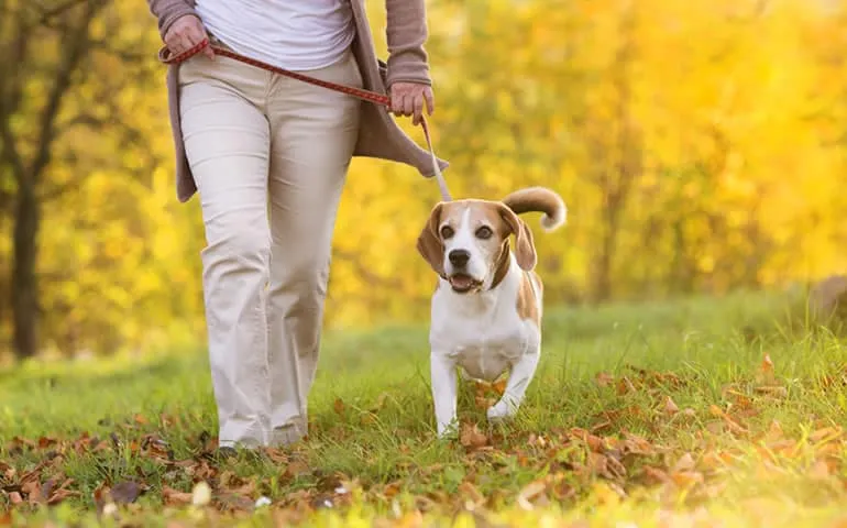 Person walking a dog outdoors in autumn