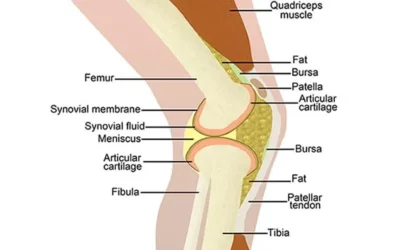 Knee Pain: How the Knee Works and Top Causes of Knee Pain